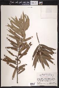 Podocarpus coriaceus image