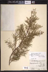 Cupressus lusitanica image