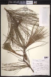 Pinus herrerai image