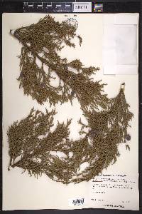 Juniperus deppeana var. robusta image