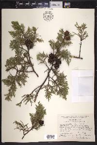 Cupressus lindleyi image