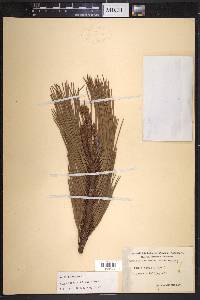 Pinus teocote image