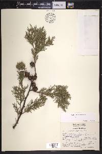 Cupressus lindleyi image