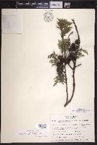 Cupressus lindleyi image