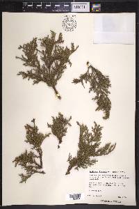 Juniperus deppeana var. robusta image