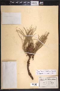 Pinus lawsonii image