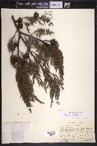 Cupressus lindleyi image