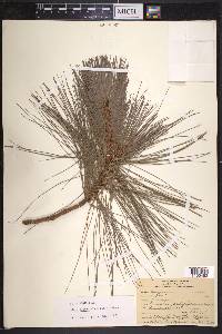 Pinus leiophylla image