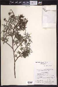 Juniperus deppeana var. deppeana image