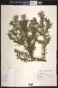 Taxus globosa image