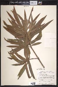 Podocarpus reichei image