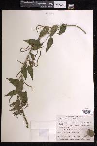 Acalypha adenostachya image