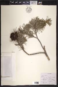 Pinus cembroides image