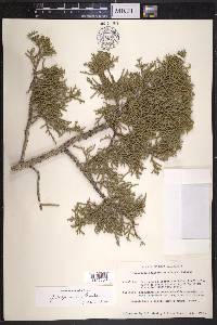 Juniperus californica image