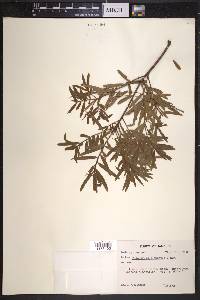 Podocarpus elongatus image