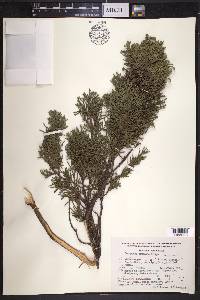 Juniperus deppeana image