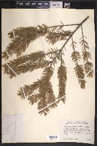 Pseudotsuga menziesii image