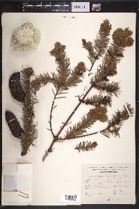 Abies religiosa image