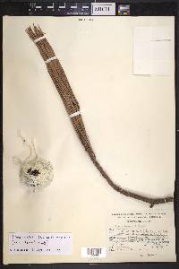 Pinus lawsonii image