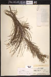 Pinus patula var. patula image