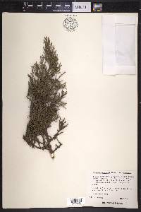 Juniperus deppeana var. deppeana image