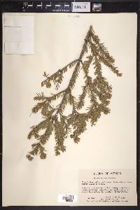 Abies mexicana image