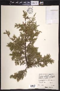 Juniperus deppeana var. robusta image