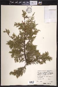 Juniperus deppeana image