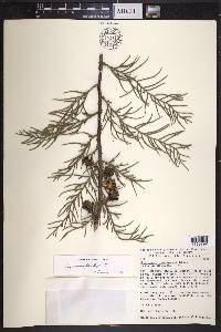 Cupressus lindleyi image