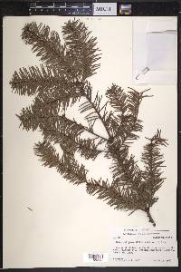 Abies religiosa image