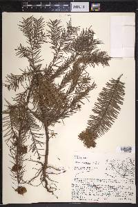 Abies religiosa image