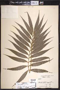 Zamia acuminata image