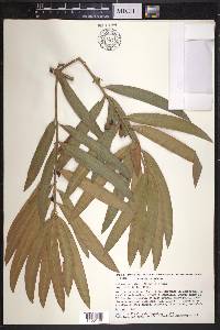 Podocarpus reichei image