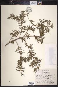 Taxus globosa image