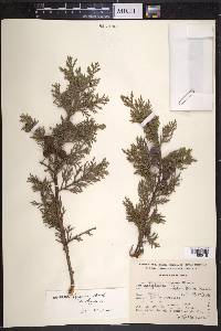 Juniperus deppeana image