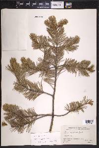 Pinus cembroides image