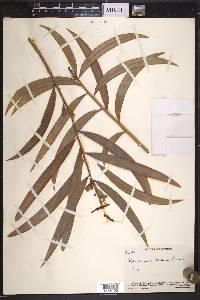 Podocarpus matudae image