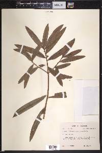 Podocarpus purdieanus image