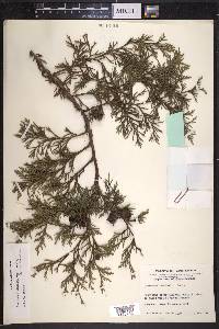 Cupressus lusitanica image