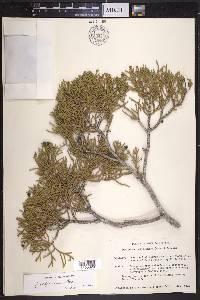 Juniperus californica image