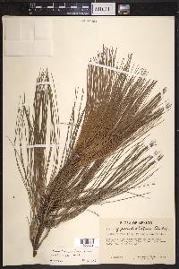 Pinus pseudostrobus image