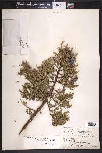 Juniperus deppeana var. robusta image