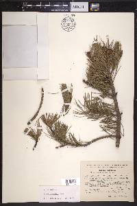 Pinus cembroides image