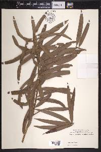 Podocarpus coriaceus image