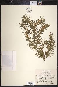 Taxus globosa image