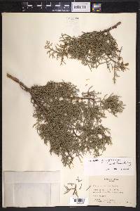 Juniperus coahuilensis image