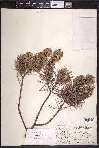 Pinus cembroides image