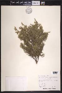 Juniperus ashei image