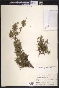 Juniperus californica image