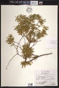 Taxus globosa image